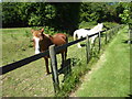 Horses near St Radegund