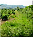 Public footpath past Christmas trees, Shurdington