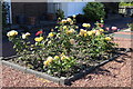 Rose Garden in Ballantrae