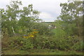 View through railway trackside woodland towards housing