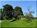 Neglected access track behind Tulloch Castle