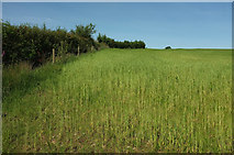 SS7426 : Cereal crop near Rawstone by Derek Harper