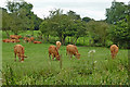 SP1870 : Cattle grazing near Kingswood, Warwickshire by Roger  D Kidd