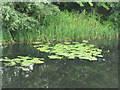 The Forth & Clyde Canal