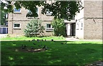 TG2508 : Pigeons foraging at William Mear Gardens by Evelyn Simak