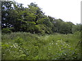 Verdant public footpath north of Helsby (1)