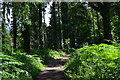 Path in Spearywell Wood