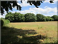 Meadow opposite the maze at Wing