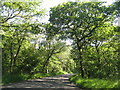 Road through Wilderness Plantation