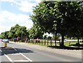 Racehorses crossing Bury Road