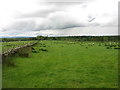 Fields at Walton Woodhead