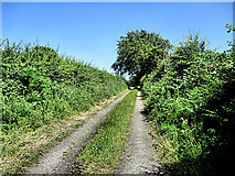 S7544 : Country Lane by kevin higgins