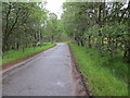 Tree-lined road (B976) near to Corby Haugh