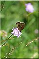 Ringlet on Devils-Bit Scabious