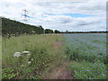 Public footpath beside field of flax