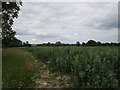 Bean field near Aslackby