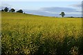 Farmland, Preston Capes