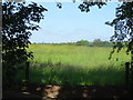 Grassland off Swepstone Road 