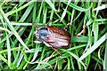 West Looe Car Park: Cockchafer, one of a considerable number on the edge of the car park