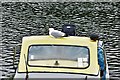 West Looe: Boat moored on the river with herring gull