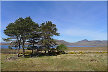 NC8736 : Scots pine by Loch an Ruathair by Tim Heaton