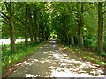 The Avenue at Leysters, near Leominster, Herefordshire