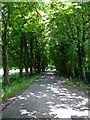 The Avenue at Leysters, near Leominster, Herefordshire