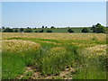 Ripening crop off Normanton Lane