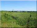 Footpath through crop field near Packington