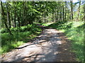 Track to Kinclune passing through the woodland of Muir of Holm