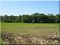 Crop field off Willesley Lane, Ashby-de-la-Zouch