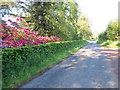 Minor road beside the Loch of Lintrathen