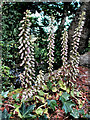 S7246 : Navelwort Spikes by kevin higgins
