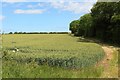 Arable field near West Layton Farm