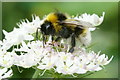 Garden Bumblebee (Bombus hortorum), Inshes, Inverness