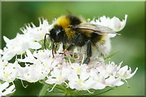 NH6943 : Garden Bumblebee (Bombus hortorum), Inshes, Inverness by Mike Pennington