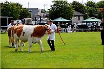 H4374 : Holding back a bull - 179th Omagh Annual Agricultural Show 2019 by Kenneth  Allen