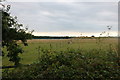 Fields by New Bath Road, Twyford