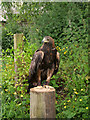 Golden Eagle, Shropshire Falconry