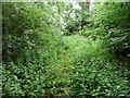 Overgrown footpath, Mangrove Green