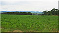 Maize field near Bickerton Court