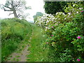 The Chiltern Way at Mangrove Hall, Mangrove Green