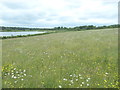 SE3828 : Flowery meadow, RSPB St Aidan's by Christine Johnstone