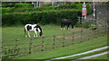 Horses by School House (Bourton)