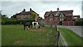 Horses by School House and the Old School (Bourton)