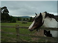 Horse and Brown Clee Hill (Viewed from Bourton)