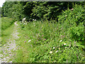 Wild flowers alongside the Sandbach Bypass