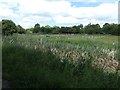 Paddocks on the north bank of the Nottingham Canal