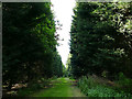 Jodrell Bank arboretum - wellingtonia avenue