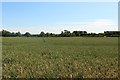 Wheat field at Hall Farm